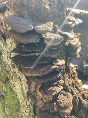 Fuscoporia gilva
