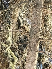 Tamiasciurus hudsonicus