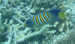 Pygoplites diacanthus