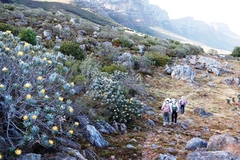 Leucospermum conocarpodendron conocarpodendron