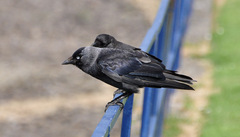 Corvus monedula spermologus