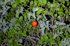 Ibervillea sonorae