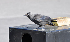 Corvus monedula spermologus