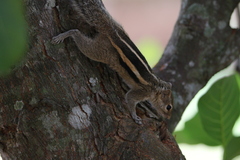 Funambulus palmarum