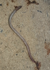 Amphisbaena darwinii