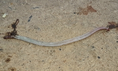 Amphisbaena darwinii