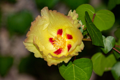 Gossypium