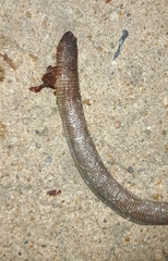 Amphisbaena darwinii