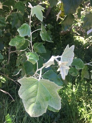 Populus alba