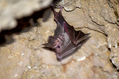 Macrotus californicus