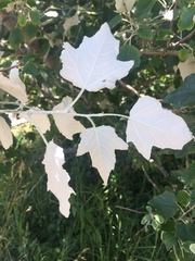 Populus alba