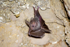 Macrotus californicus