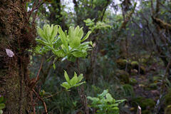 Vaccinium calycinum