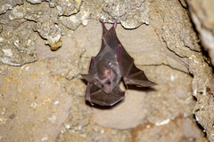 Macrotus californicus