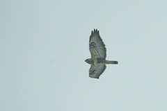 Buteo lagopus lagopus
