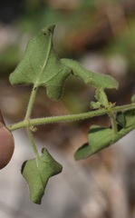Mirabilis oxybaphoides