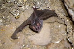 Macrotus californicus