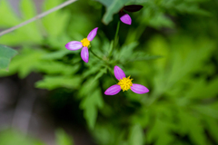 Coreocarpus parthenioides