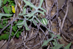 Ibervillea sonorae