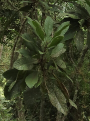 Meliosma