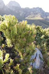Protea lepidocarpodendron