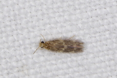 Hydroptilidae