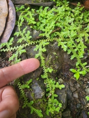 Selaginella