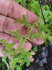 Selaginella