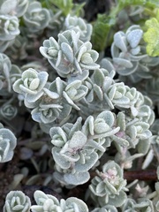 Atriplex leucophylla