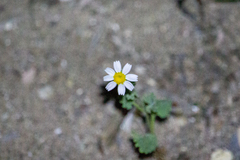 Perityle crassifolia