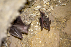 Macrotus californicus