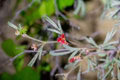 Calliandra californica