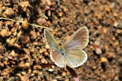 Zizeeria knysna knysna
