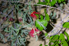 Calliandra californica
