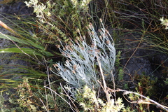 Syncarpha gnaphaloides