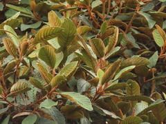 Clethra