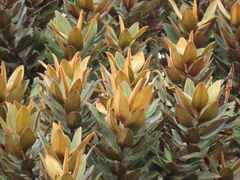 Ocotea caesariata