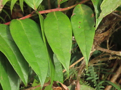 Thibaudia floribunda