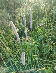 Phleum pratense