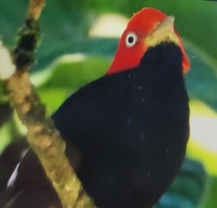 Ceratopipra mentalis