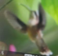 Phaethornis striigularis