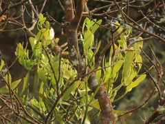 Dendrophthora clavata