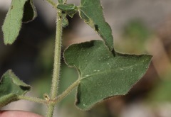 Mirabilis oxybaphoides