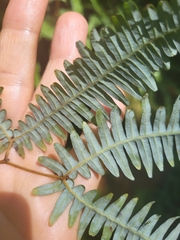 Gleichenella pectinata