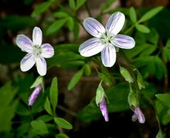 Claytonia caroliniana