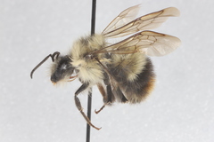 Bombus frigidus