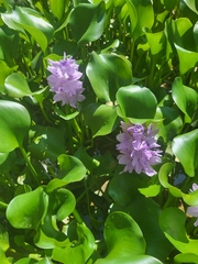 Eichhornia crassipes image