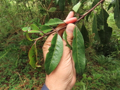 Zinowiewia australis