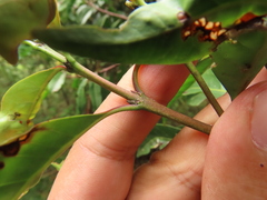 Zinowiewia australis