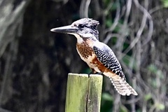 Megaceryle maxima maxima